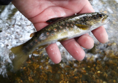 Pesca Trucha a Cucharilla